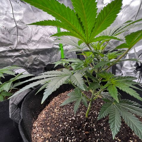 Leafy Susan growlog timeline photo
