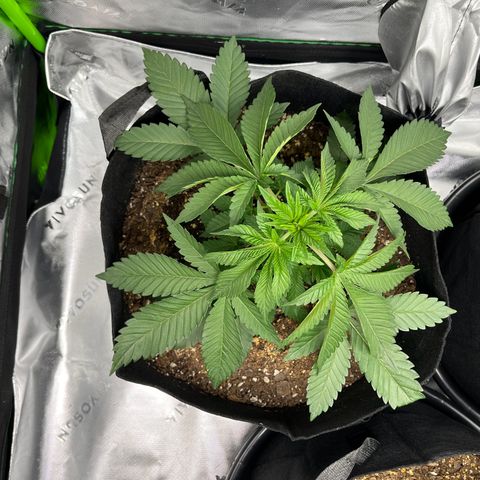 Leafy Susan growlog timeline photo