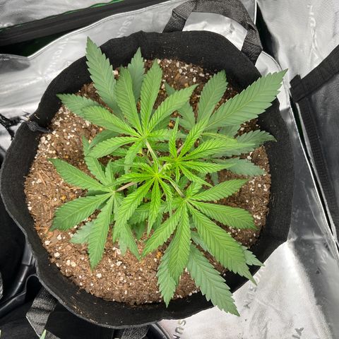Leafy Susan growlog timeline photo