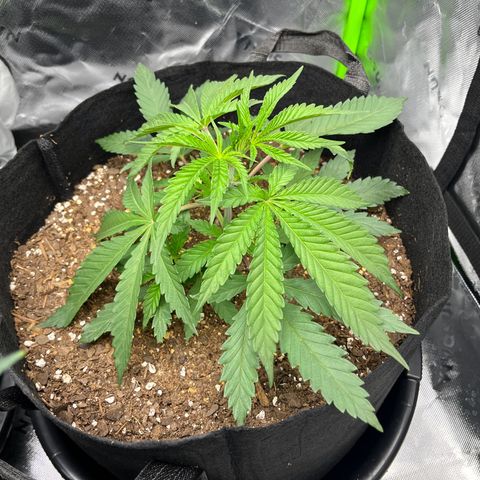 Leafy Susan growlog timeline photo