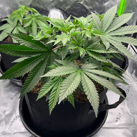 Leafy Susan growlog timeline photo
