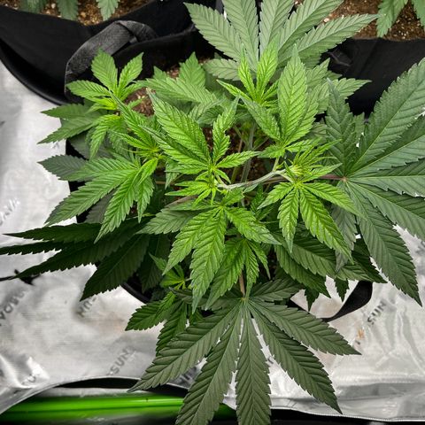 Leafy Susan growlog timeline photo