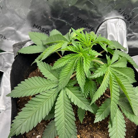 Leafy Susan growlog timeline photo