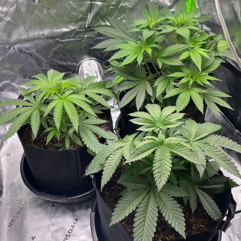 Leafy Susan growlog timeline photo