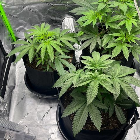 Leafy Susan growlog timeline photo