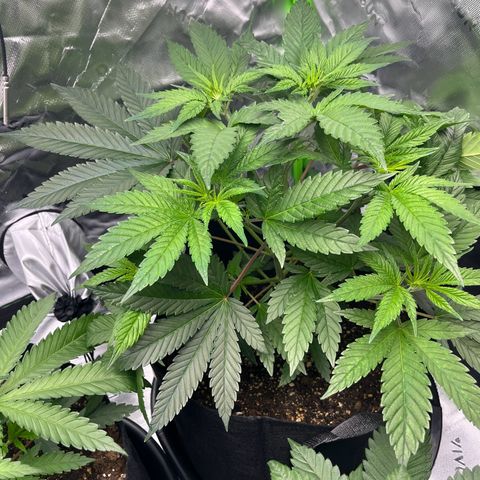 Leafy Susan growlog timeline photo