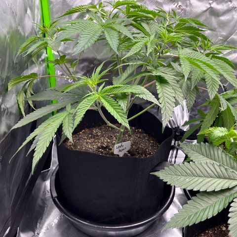 Leafy Susan growlog timeline photo