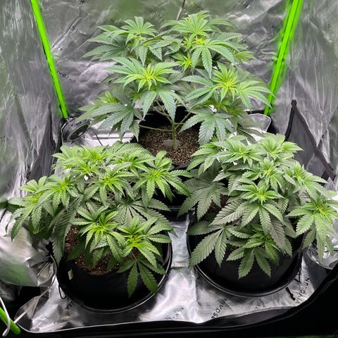 Leafy Susan growlog timeline photo