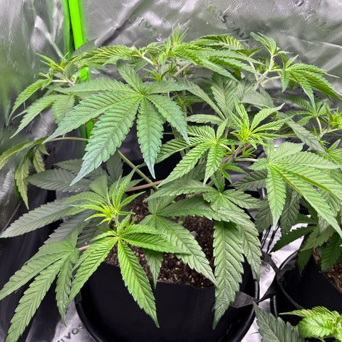 Leafy Susan growlog timeline photo