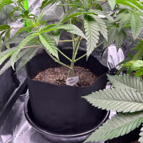 Leafy Susan growlog timeline photo