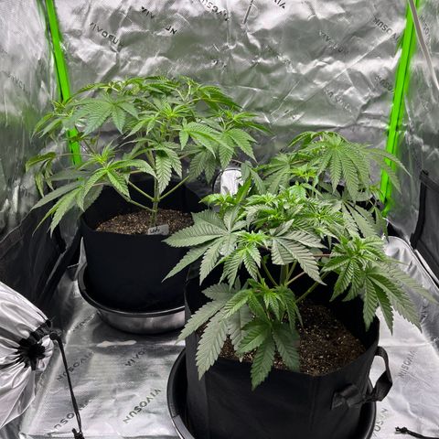Leafy Susan growlog timeline photo