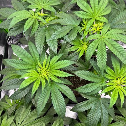 Leafy Susan growlog timeline photo