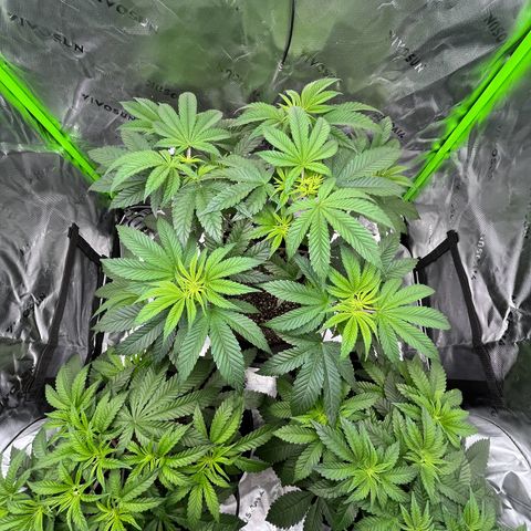 Leafy Susan growlog timeline photo