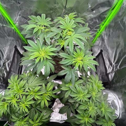 Leafy Susan growlog timeline photo