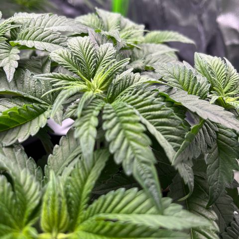 Leafy Susan growlog timeline photo