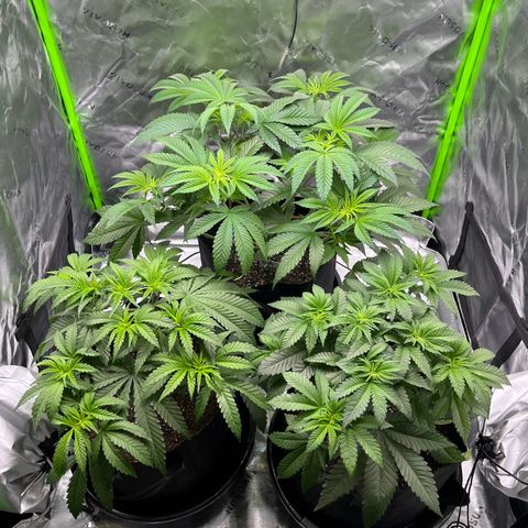 Leafy Susan growlog timeline photo