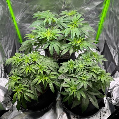 Leafy Susan growlog timeline photo