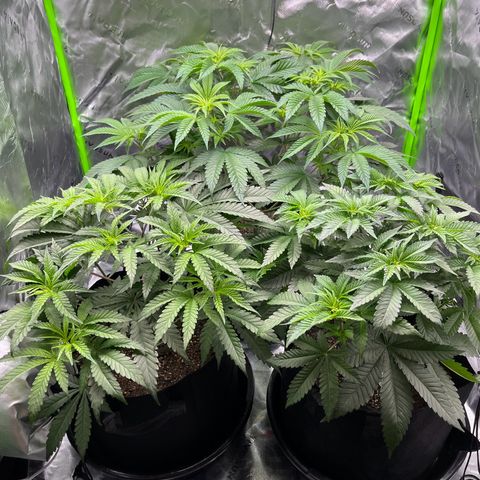 Leafy Susan growlog timeline photo