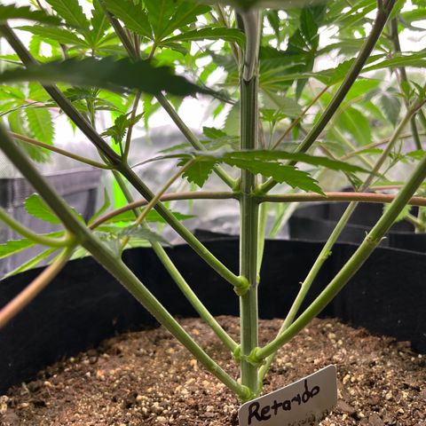 Leafy Susan growlog timeline photo