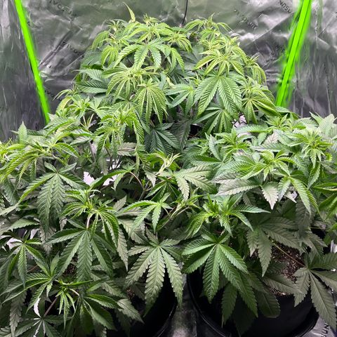 Leafy Susan growlog timeline photo