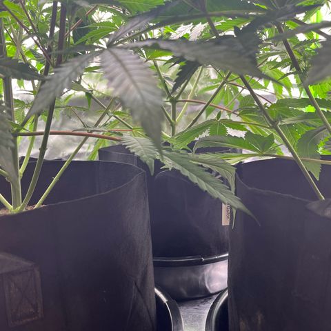 Leafy Susan growlog timeline photo