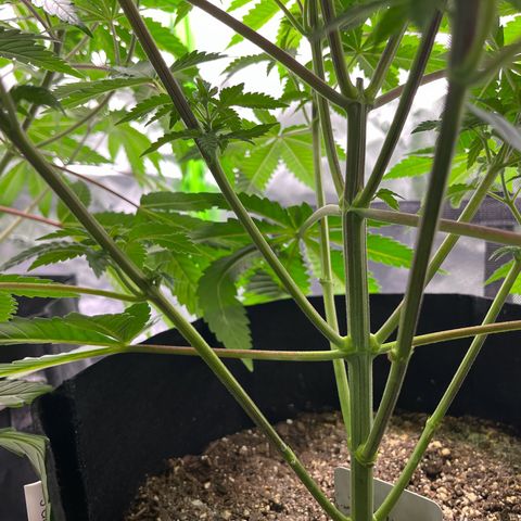 Leafy Susan growlog timeline photo