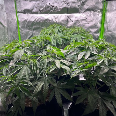 Leafy Susan growlog timeline photo