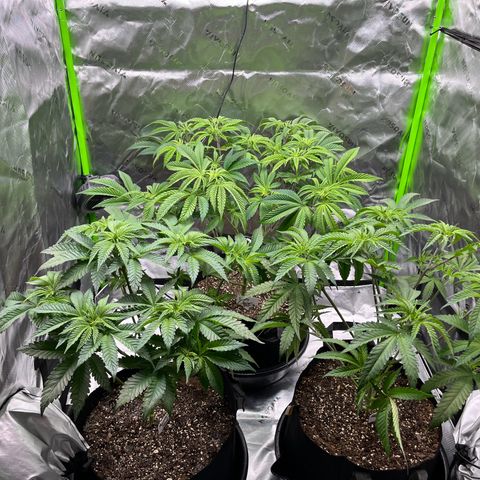 Leafy Susan growlog timeline photo