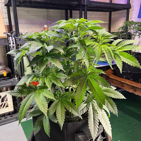 Leafy Susan growlog timeline photo