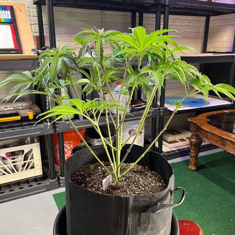Leafy Susan growlog timeline photo