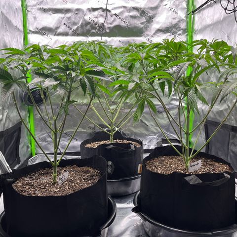 Leafy Susan growlog timeline photo