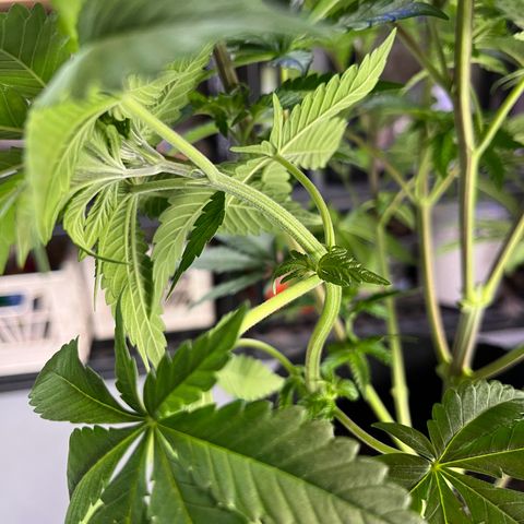 Leafy Susan growlog timeline photo