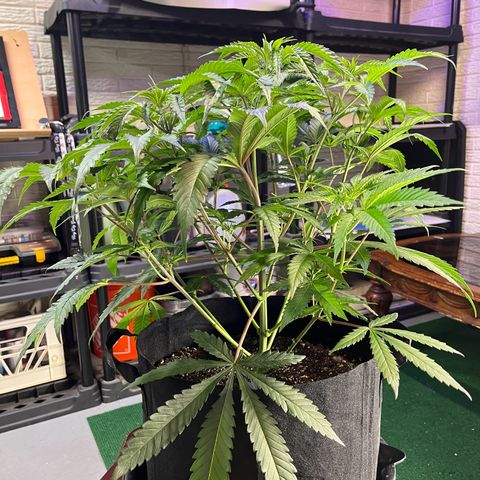Leafy Susan growlog timeline photo