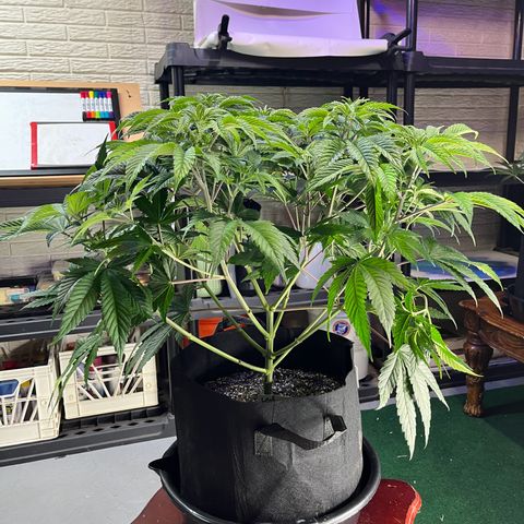 Leafy Susan growlog timeline photo