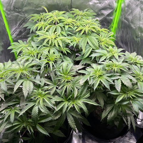 Leafy Susan growlog timeline photo