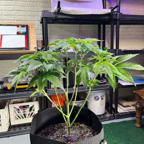 Leafy Susan growlog timeline photo