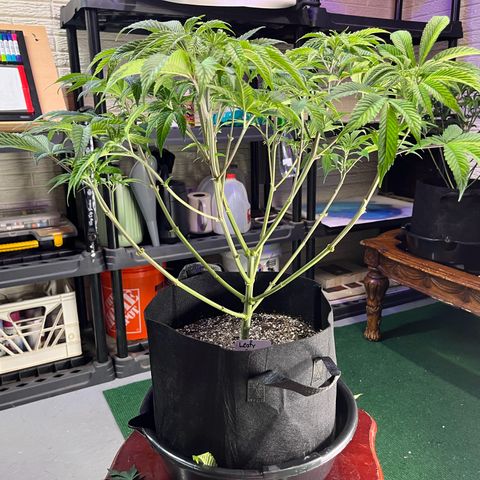 Leafy Susan growlog timeline photo