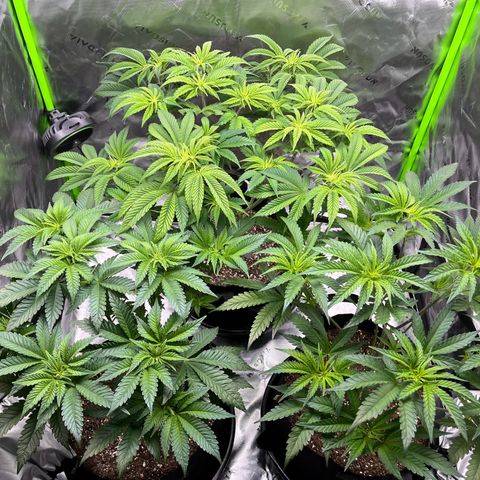 Leafy Susan growlog timeline photo