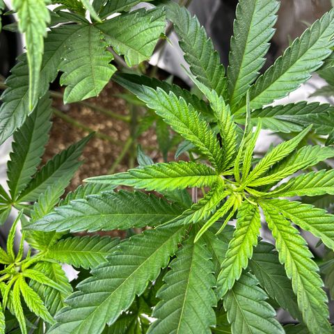 Leafy Susan growlog timeline photo