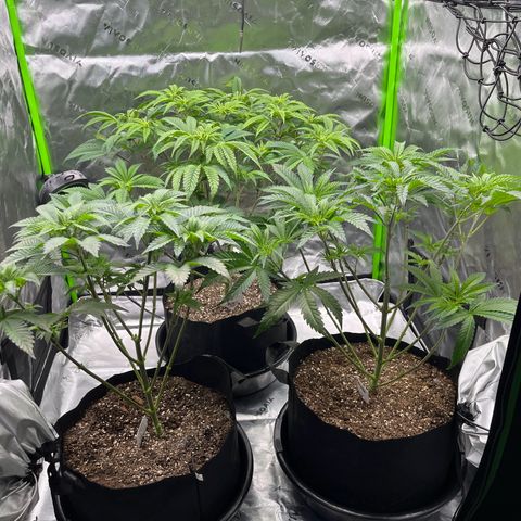 Leafy Susan growlog timeline photo