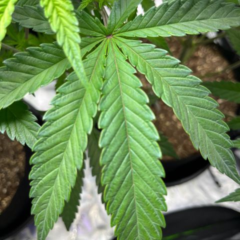 Leafy Susan growlog timeline photo