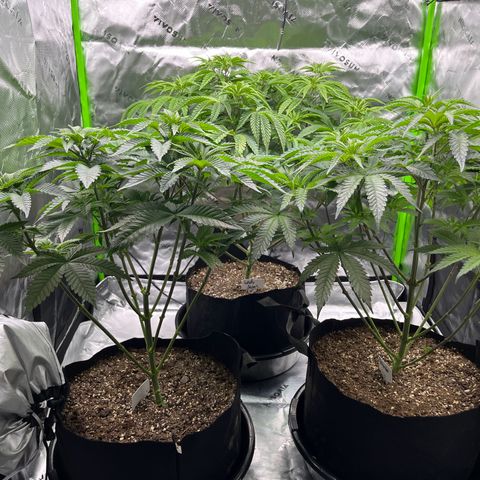 Leafy Susan growlog timeline photo