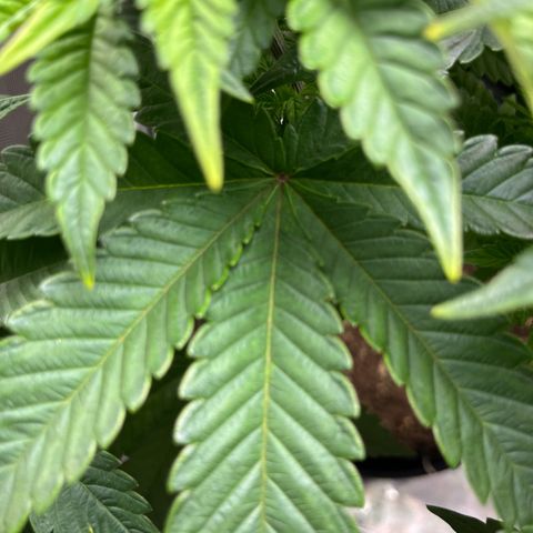 Leafy Susan growlog timeline photo