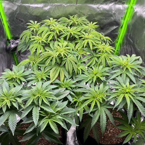 Leafy Susan growlog timeline photo