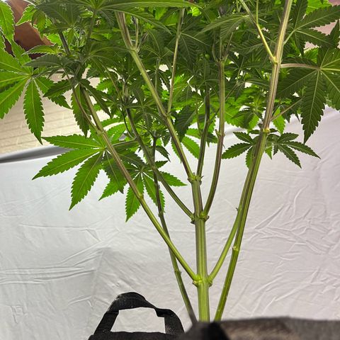 Leafy Susan growlog timeline photo