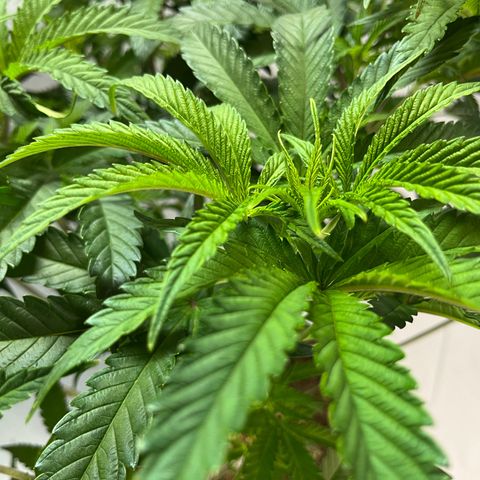 Leafy Susan growlog timeline photo