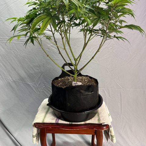 Leafy Susan growlog timeline photo