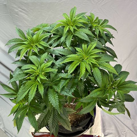 Leafy Susan growlog timeline photo