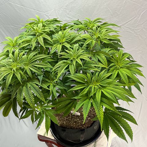 Leafy Susan growlog timeline photo