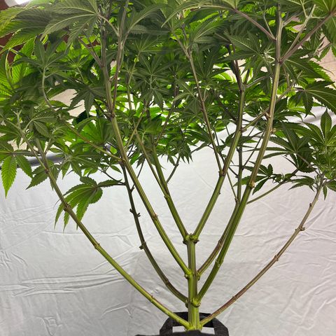 Leafy Susan growlog timeline photo